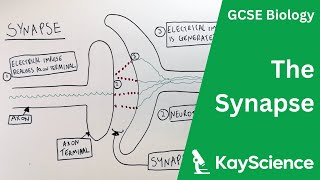 The Synapse  GCSE Biology  kaysciencecom [upl. by Ahtela446]