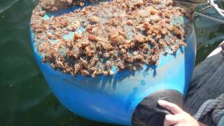 Why study ascidians [upl. by Natanoj]