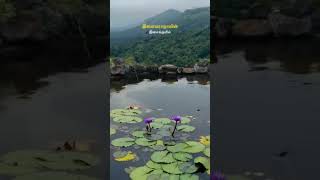 Elayaraja music❤️ song vasanthamvlogs nature elayarajamusic tamilsong lovesong [upl. by Niobe415]