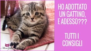 Ho adottato un gattino piccolo e adesso [upl. by Amlet]