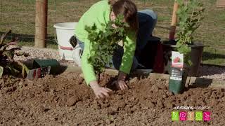 Comment planter un groseillier  Comment Planter un cassissier [upl. by Ygief]