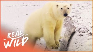 Life With Polar Bears In The Frozen Arctic  Polar Bear Alcatraz  Real Wild [upl. by Anwahs]