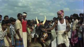 Murattu Kaalai  Tamil Movie  Scenes  Clips  Comedy  Songs  Rajini tames the bull [upl. by Lorain]