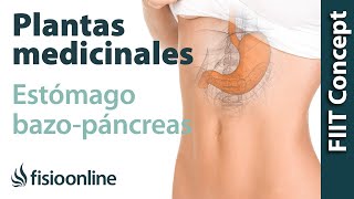 Todas las plantas medicinales para estómago y bazopáncreas [upl. by Atibat]