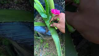 Try growing roses in aloe vera and get surprising results shorts rose aloevera [upl. by Lacee]