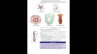 Animal diversity kingdom Animalia Phylum PoriferaMammalia Overview Zoology Miler amp Harleyzoology [upl. by Rhoda11]