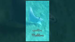 Snorkeling with Manta maldives travel maldivian maldivesisland enjoy holiday [upl. by Llerad]