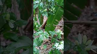 Beutiful jasmine flowers jasmin flowers viral youtubeshorts [upl. by Pryor319]