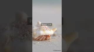 Beautiful Hermit crab beach hermitcrab [upl. by Kcoj816]