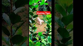 Zoological parkBhubaneswar OdishaTigerZootravel viralvideo ytshorts shorts viralreels [upl. by Elephus569]