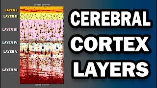 Cerebral Cortex Layers [upl. by Junno]