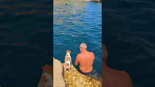 The waterfearing dog learned how to swimshortvideo shorts funny dog animals love cute pet [upl. by Petulah842]