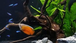 My Honest Review of 5 Centerpiece Fish for Nano Tanks [upl. by Vicky976]