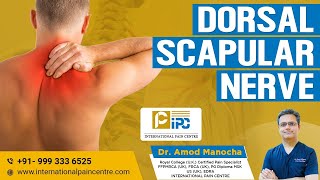 DORSAL SCAPULAR NERVE [upl. by Tut268]