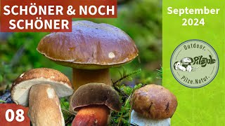 SCHÖNER amp NOCH SCHÖNER  Steinpilze Flockis ohne Ende  Pilzesammeln im Märchenwald September 2024 [upl. by Fadas]