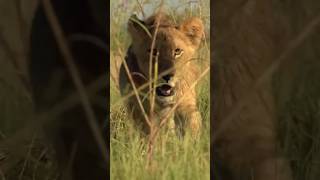 How lions fight for survival in droughts wildlife animals lionslife wildlifefacts [upl. by Htebazileharas]