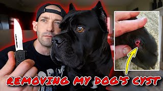 Remove my dog cyst 🧤 [upl. by Alaham]