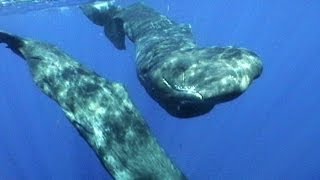 Sperm Whales of Dominica  JONATHAN BIRDS BLUE WORLD [upl. by Katleen]