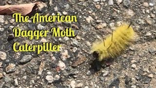 The poisonous American Dagger Moth Caterpillar [upl. by Lepp265]