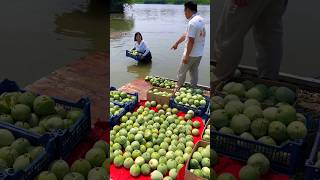 I Am A Poor Farmer So He Threw My Cucumbers into The Water  Farmer Life shorts youtubeshorts [upl. by Maccarthy185]