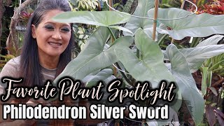 All About Philodendron Silver Sword  hestatum  EZ Care amp Guide  Tropical Foliage Plant Aroids [upl. by Ahsimed]