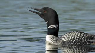 Voices Common Loon [upl. by Ekeiram231]