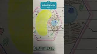 Structure of a Plant Cell  Biology  Class 9 [upl. by Mell]