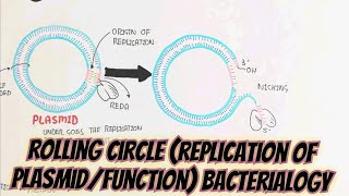 Rolling CircleReplication Of Plasmid umerfarooqbiology7083 [upl. by Eiroj]