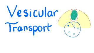 Vesicular Transport  Endocytosis and Exocytosis  Cell Physiology [upl. by Eerual]