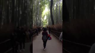 Sagano Bamboo Forest [upl. by Colis]