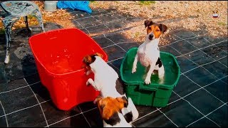 Funny Jack Russell Terrier 2017  14 [upl. by Lyman171]