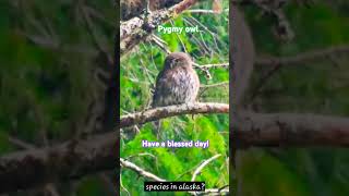 Northern Pygmy Owl [upl. by Standley]