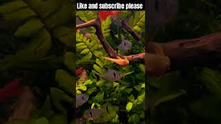 Planted aquarium setups feeds aquarium shortfeedviral [upl. by Aicilef]