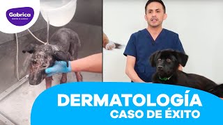 LosEspecialistas Dermatología Veterinaria 🐶 Caso Wina Simparica® [upl. by Ettenaej259]