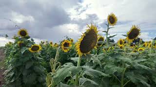 Flying my DJI Mavic 3T over the sunflowers in Headland Alabama [upl. by Ardell214]