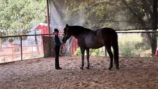 July Class 5 Youth Halter [upl. by Robillard714]