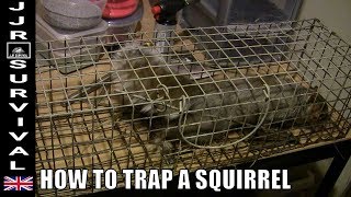 How To Trap A Squirrel [upl. by Arondel]