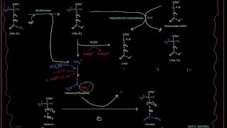 Chu trình Ure  Enzyme GLDH và Glutaminase HS4580 [upl. by Attayek212]