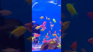 Aquarium ke liye best information 😱aquarium fishtank fish tricks [upl. by Enobe58]