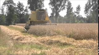 Threshing Rye with a New Holland Clayson 8055 [upl. by Shea]