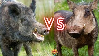 Wild Boar VS Warthog Who Will Win The Fight [upl. by Eerpud]