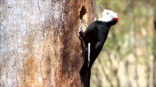 Whiteheaded Woodpecker Excavating Nest Cavity [upl. by Isyak]