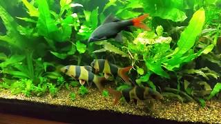 CLOWN LOACH Tank with PLANTS  Clown Loaches Chilling Out [upl. by Porty652]