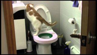 My cat Kiro flushing the toilet [upl. by Lakim]