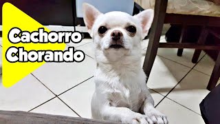 Chico o Chihuahua em quotCachorro Chorandoquot Crying Chihuahua [upl. by Erund230]