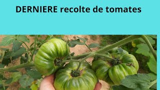 Dernière recolte de tomates [upl. by Lleda]