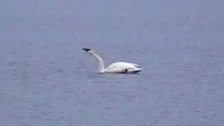 Trumpeter Swans Honking [upl. by Nilya817]