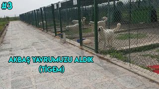 AKBAŞ  KANGAL  ÇOBAN KÖPEKLERİNİ YERİNDE İNCELEDİK  TİGEM [upl. by Nazler]