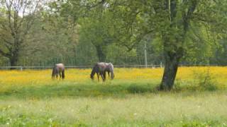 Le Haras de Fleurville [upl. by Nij775]