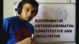 Euchromatin and Heterochromatin Constitutive and Facultative [upl. by Espy]